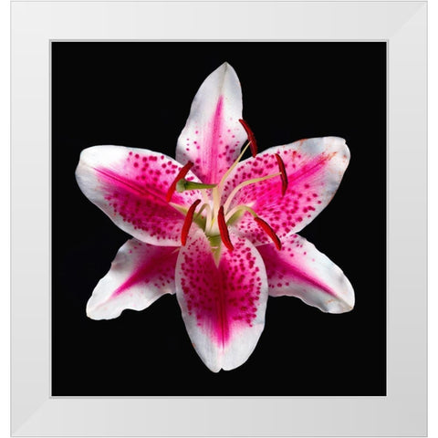 Oriental Lily ~ Stargazer White Modern Wood Framed Art Print by Reynolds, Richard