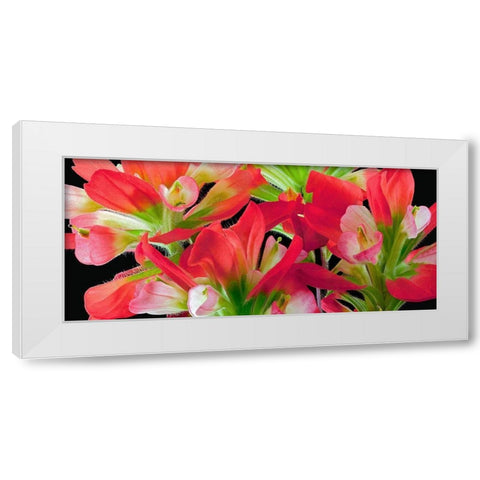 Indian Paintbrush White Modern Wood Framed Art Print by Reynolds, Richard