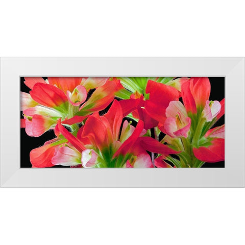 Indian Paintbrush White Modern Wood Framed Art Print by Reynolds, Richard