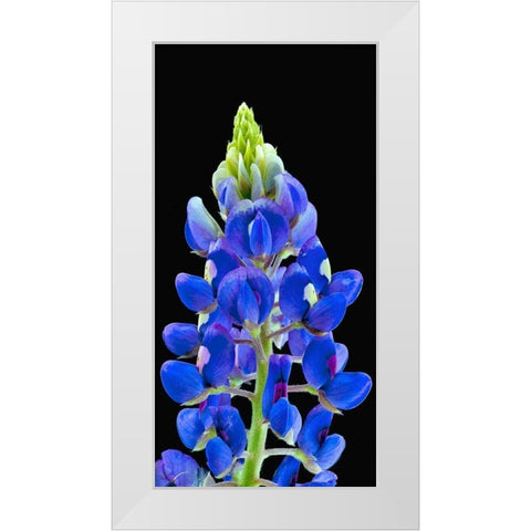 Texas Bluebonnet White Modern Wood Framed Art Print by Reynolds, Richard