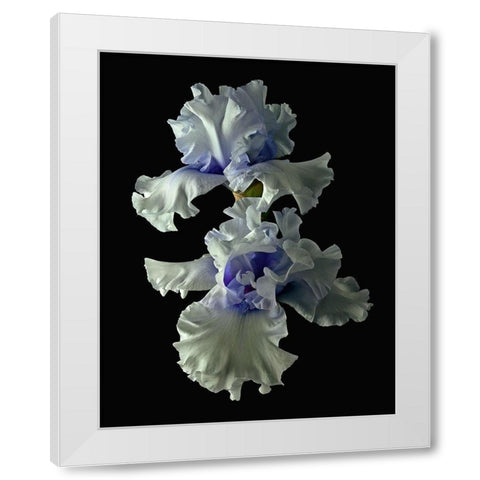 Tall Bearded Iris - Willamette Mist White Modern Wood Framed Art Print by Reynolds, Richard