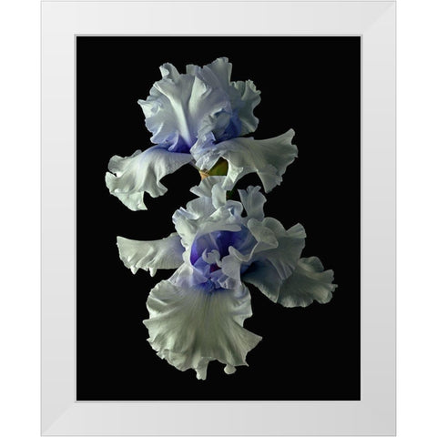 Tall Bearded Iris - Willamette Mist White Modern Wood Framed Art Print by Reynolds, Richard
