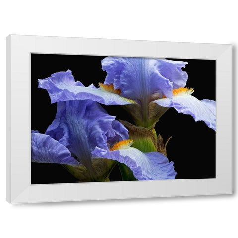 Tall Bearded Iris 3 White Modern Wood Framed Art Print by Reynolds, Richard