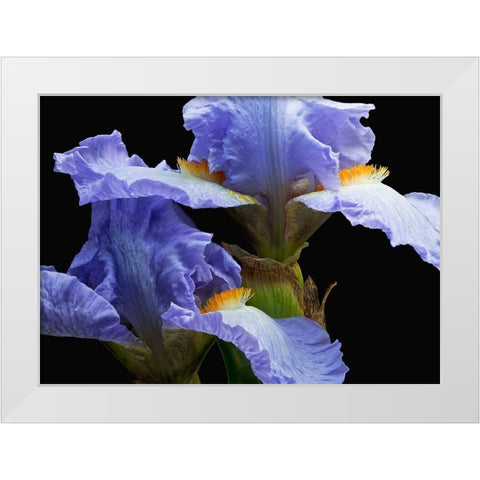 Tall Bearded Iris 3 White Modern Wood Framed Art Print by Reynolds, Richard