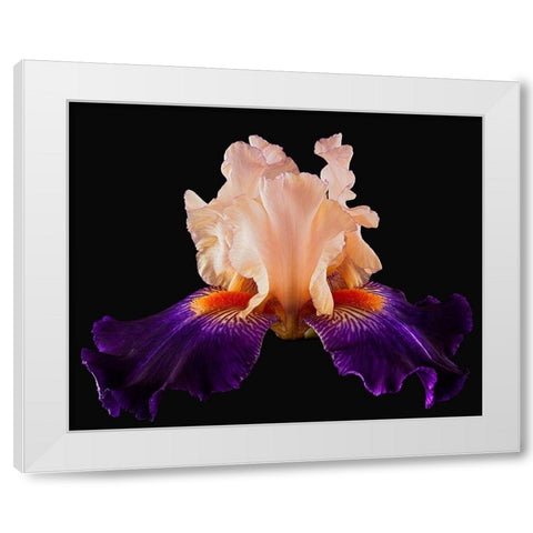 Tall Bearded Iris Zandra White Modern Wood Framed Art Print by Reynolds, Richard