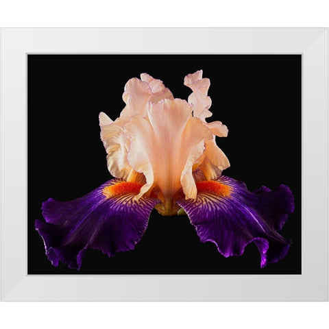 Tall Bearded Iris Zandra White Modern Wood Framed Art Print by Reynolds, Richard