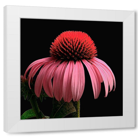 Purple Cone Flower White Modern Wood Framed Art Print by Reynolds, Richard