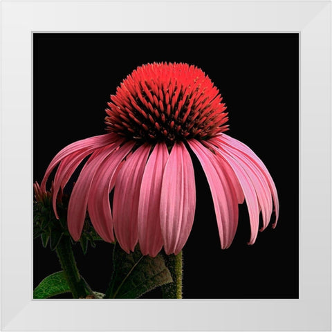 Purple Cone Flower White Modern Wood Framed Art Print by Reynolds, Richard