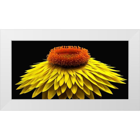 Strawflower White Modern Wood Framed Art Print by Reynolds, Richard