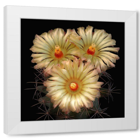 Scheers Cory Cactus White Modern Wood Framed Art Print by Reynolds, Richard