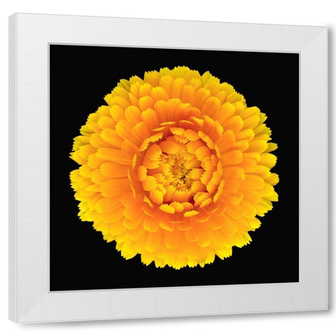 Pot Marigold White Modern Wood Framed Art Print by Reynolds, Richard