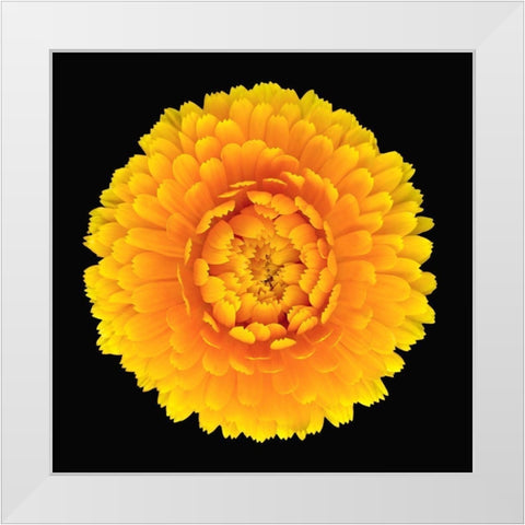 Pot Marigold White Modern Wood Framed Art Print by Reynolds, Richard