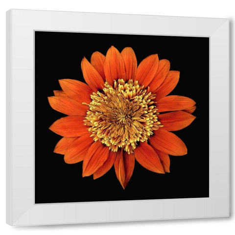 Treasure Flower - Orange Gnome White Modern Wood Framed Art Print by Reynolds, Richard
