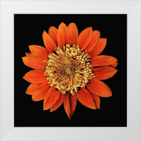 Treasure Flower - Orange Gnome White Modern Wood Framed Art Print by Reynolds, Richard