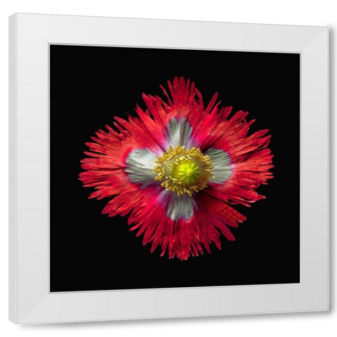 Poppy ~ Danish Flag White Modern Wood Framed Art Print by Reynolds, Richard