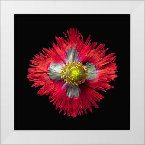 Poppy ~ Danish Flag White Modern Wood Framed Art Print by Reynolds, Richard