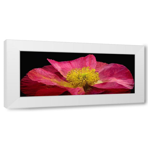 Shirley Poppy White Modern Wood Framed Art Print by Reynolds, Richard