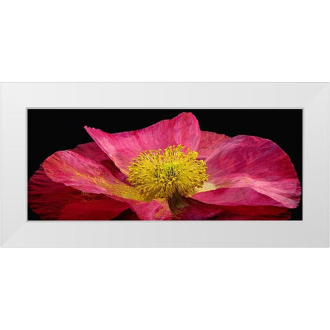 Shirley Poppy White Modern Wood Framed Art Print by Reynolds, Richard
