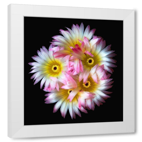 Pink Yellow Ball Cactus White Modern Wood Framed Art Print by Reynolds, Richard