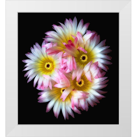 Pink Yellow Ball Cactus White Modern Wood Framed Art Print by Reynolds, Richard