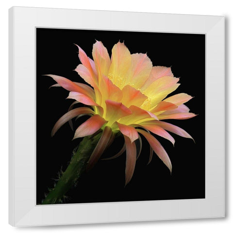 Echinopsis Cactus Napea White Modern Wood Framed Art Print by Reynolds, Richard