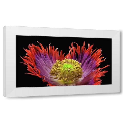 Poppy Drama Queen 2 White Modern Wood Framed Art Print by Reynolds, Richard