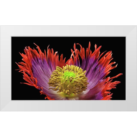Poppy Drama Queen 2 White Modern Wood Framed Art Print by Reynolds, Richard