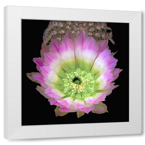 Texas Rainbow Cactus White Modern Wood Framed Art Print by Reynolds, Richard