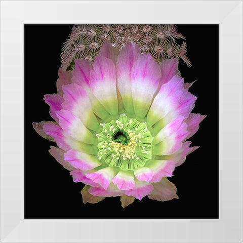 Texas Rainbow Cactus White Modern Wood Framed Art Print by Reynolds, Richard