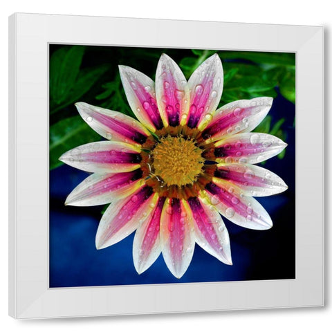 Gazania White Modern Wood Framed Art Print by Reynolds, Richard