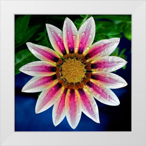 Gazania White Modern Wood Framed Art Print by Reynolds, Richard