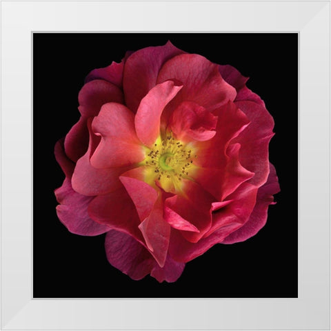 Cinco De Mayo White Modern Wood Framed Art Print by Reynolds, Richard