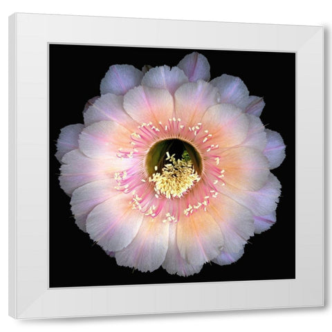 Echinopsis Cactus Keepsake White Modern Wood Framed Art Print by Reynolds, Richard