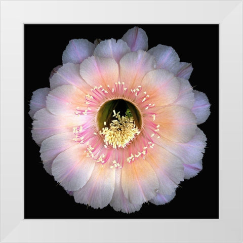 Echinopsis Cactus Keepsake White Modern Wood Framed Art Print by Reynolds, Richard