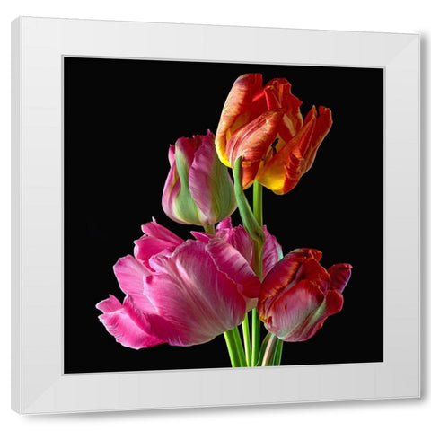 Parrot Tulips 2 White Modern Wood Framed Art Print by Reynolds, Richard