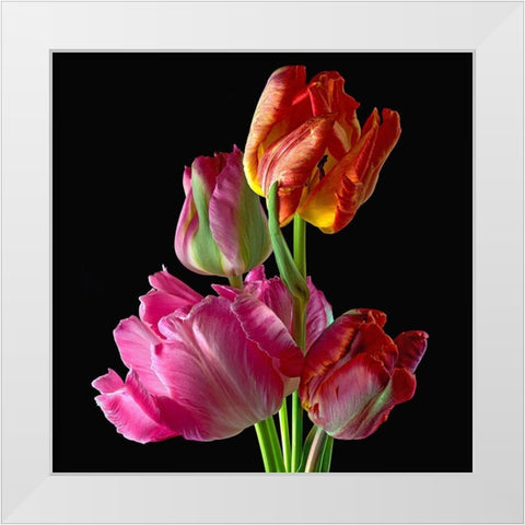 Parrot Tulips 2 White Modern Wood Framed Art Print by Reynolds, Richard