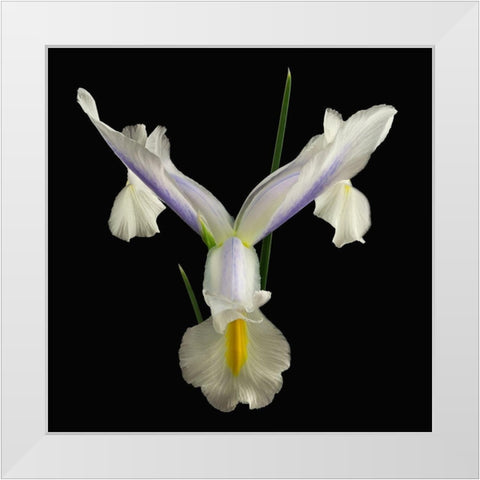 Dutch Iris 2 White Modern Wood Framed Art Print by Reynolds, Richard