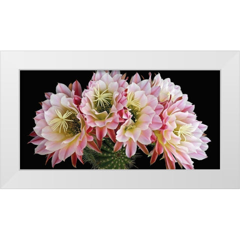 Trichocereus Cactus Flying Saucer White Modern Wood Framed Art Print by Reynolds, Richard