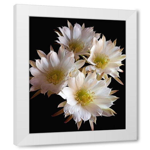Easter Lily Cactus White Modern Wood Framed Art Print by Reynolds, Richard