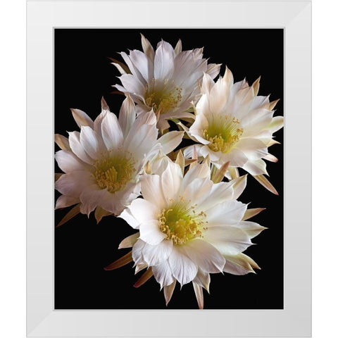 Easter Lily Cactus White Modern Wood Framed Art Print by Reynolds, Richard