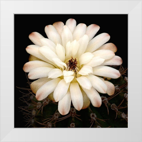 Chin Cactus 1 White Modern Wood Framed Art Print by Reynolds, Richard