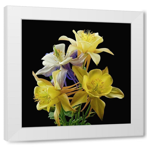 Columbines ~ Origami Mix White Modern Wood Framed Art Print by Reynolds, Richard