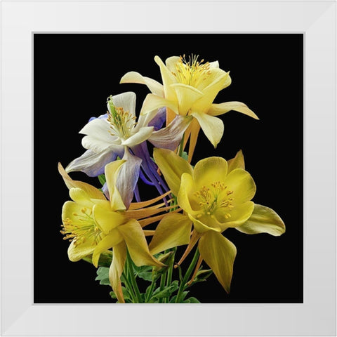 Columbines ~ Origami Mix White Modern Wood Framed Art Print by Reynolds, Richard