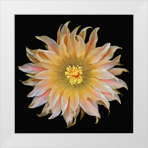 Eriosyce Carrizalensis White Modern Wood Framed Art Print by Reynolds, Richard