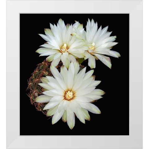 Gymnocalycium Mesopotamicum White Modern Wood Framed Art Print by Reynolds, Richard