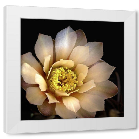 Chin Cactus 2 White Modern Wood Framed Art Print by Reynolds, Richard