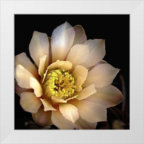 Chin Cactus 2 White Modern Wood Framed Art Print by Reynolds, Richard