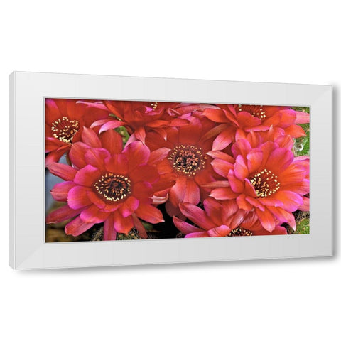 Lovibia Cactus White Modern Wood Framed Art Print by Reynolds, Richard