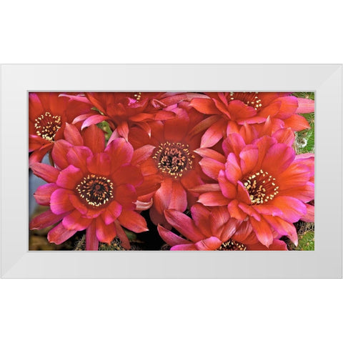 Lovibia Cactus White Modern Wood Framed Art Print by Reynolds, Richard