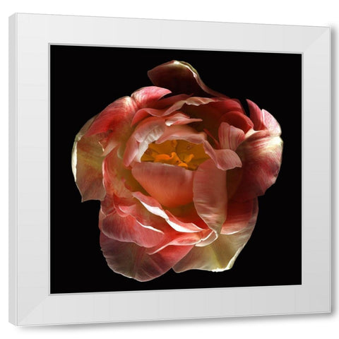 Tulip Angelique White Modern Wood Framed Art Print by Reynolds, Richard